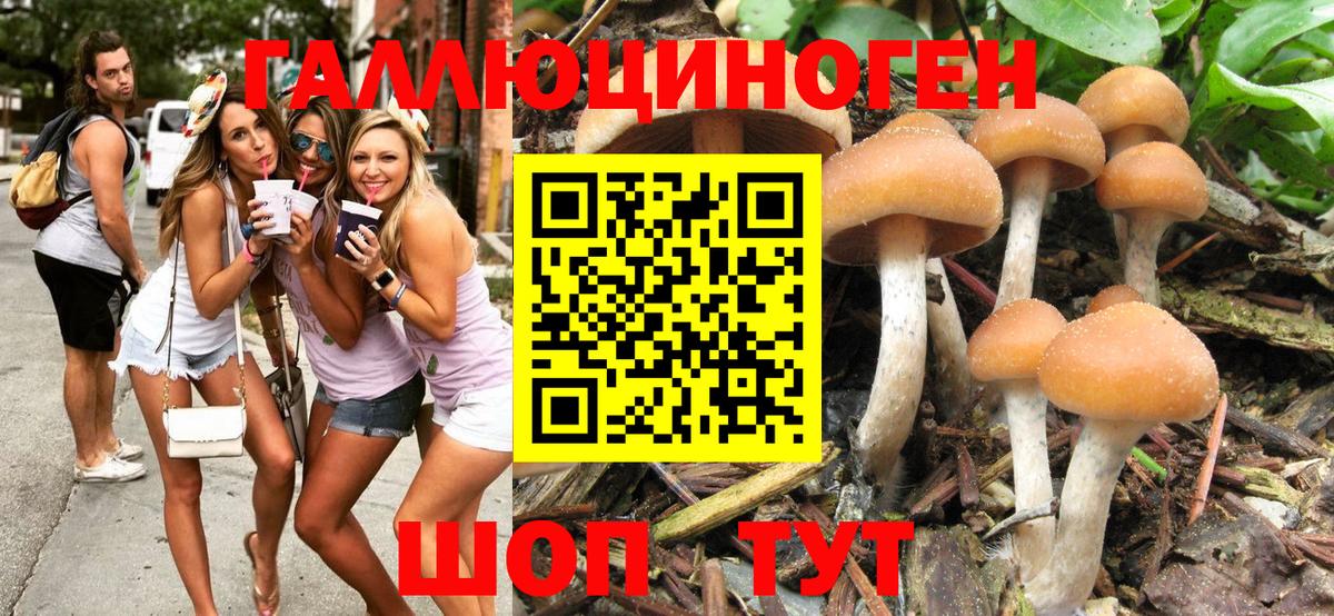 Галлюциногенные грибы Psilocybine cubensis Елец